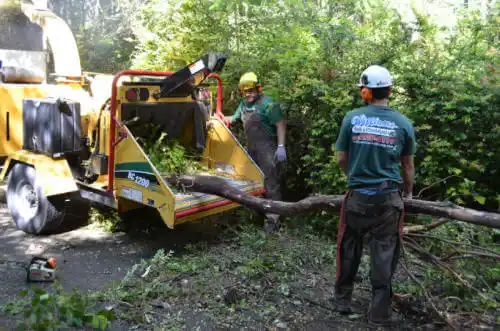 tree services Fruitridge Pocket